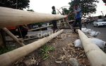 Penjual Pohon Pinang Mulai Kebanjiran Order