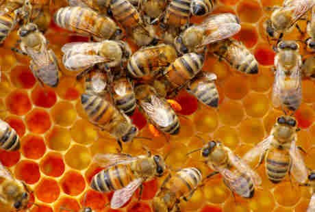 Di China, Sengatan Lebah Dipakai untuk Obati Segala Jenis Penyakit
