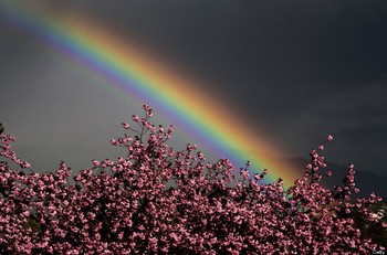     Sebuah pelangi bersinar cantik tepat di atas bunga-bunga yang bermekaran. (Fabrice Coffrini/AFP/Getty Images)