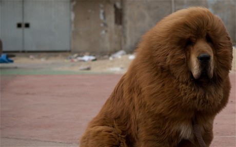 Walah Kebun Binatang China Samarkan Anjing Jadi Singa Afrika