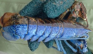 Lagi, Lobster Langka Merah Biru Ditemukan di Kanada