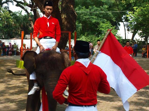 Atraksi Gajah di Hari Kemerdekaan
