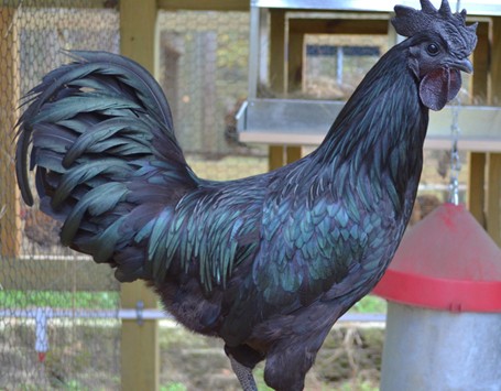 86 Gambar Ayam Cemani Dan Harganya Paling Bagus 86 Gambar Ayam Cemani Dan Harganya Paling Bagus