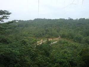 Pertama Kali Masuk Hutan? Ikuti 8 Tips Berikut