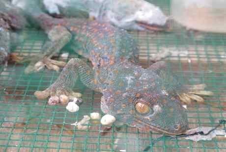 Benarkah Sakit Kulit dan Korengan Dapat Sembuh dengan Makan Tokek?