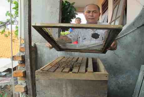 Tidak Semua Lebah Digunakan Terapi, Hanya Jenis Ini Saja