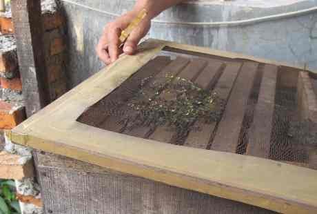 Bentol, Gatal, Panas, Daftar Efek Samping Terapi Lebah