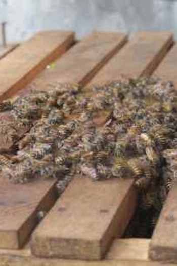 Stroke Hingga TBC Diyakini Bakal Sembuh dengan Terapi Sengat Lebah