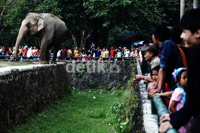 Jokowi Berharap Hewan di Ragunan Gemuk-gemuk