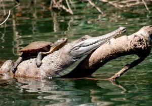 Mesra! Kura-kura Ini Berjemur di Punggung Buaya Australia