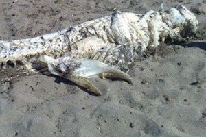 Heboh! Monster Laut Terdampar di Pantai Spanyol