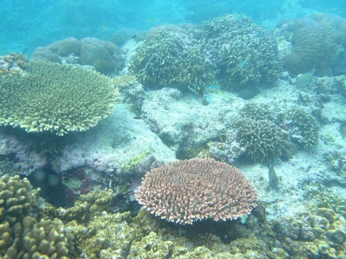 Begini Asyiknya Snorkeling di Gili Trawangan