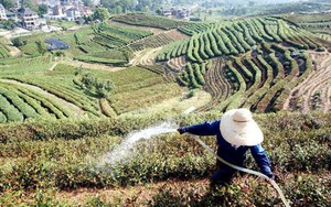 Diterpa Gelombang Panas, Perkebunan Teh di China Jadi Layu