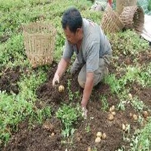 Fenomena Bun Upas Rusak 35 Hektar Tanaman Kentang di Dieng