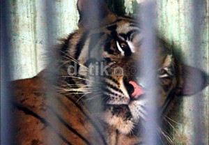 BKSDA: Harimau dan 2 Singa di Bonbin Jambi Diracun Pakai Pembasmi Anjing