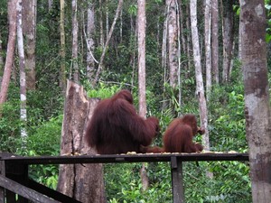 Masuk Rimba Kalimantan dan Bertemu Orangutan, Berani?
