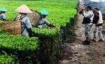 Peserta GAWPC Disambut Kabut Danau Toba