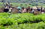 Peserta GAWPC Disambut Kabut Danau Toba