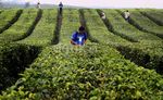 Peserta GAWPC Disambut Kabut Danau Toba