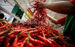 Pasca Lebaran, Harga Cabai Berangsur Turun
