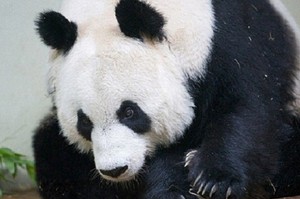 Menanti Bayi Panda, Kebun Binatang Edinburgh Diserbu Turis