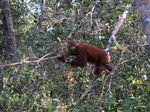 Ketika Para Orangutan Centil di Depan Kamera