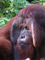 Ketika Para Orangutan Centil di Depan Kamera
