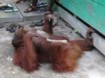 Ketika Para Orangutan Centil di Depan Kamera