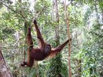 Ketika Para Orangutan Centil di Depan Kamera