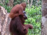 Ketika Para Orangutan Centil di Depan Kamera