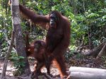 Ketika Para Orangutan Centil di Depan Kamera