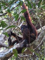 Ketika Para Orangutan Centil di Depan Kamera