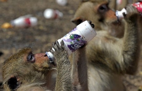 Waduh! Desa di Thailand Diserbu dan Dijarah Sekelompok Kera
