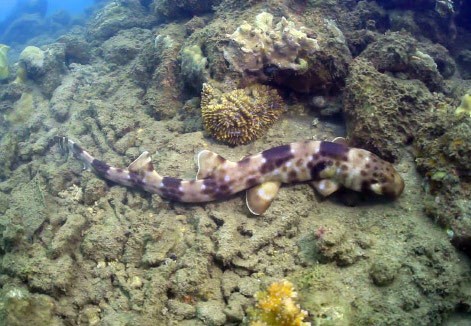 Menyelam di Halmahera Bisa Bertemu Hiu Spesies Baru