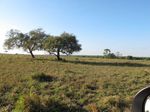 Mau ke Afrika, Datang Saja ke Taman Nasional Baluran!