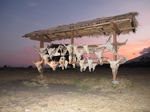 Mau ke Afrika, Datang Saja ke Taman Nasional Baluran!