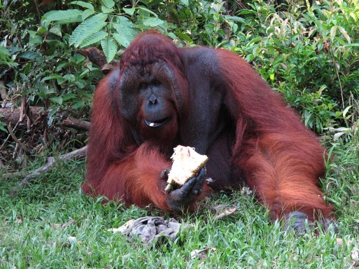 Inilah Tom, Orangutan Ganteng yang Terkenal di Tanjung Puting