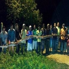 Serang 2 Ekor Kambing, Ular Piton 7 Meter Ditembak Mati di Malaysia