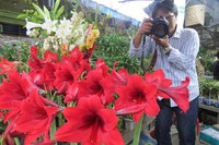 Bunga bisa menjadi objek foto yang menarik di Pasar Brastagi. Aktivitas para pedagang, interaksi mereka dan aneka komposisi buah-buahan juga asyik untuk difoto (Fitraya/detikTravel)