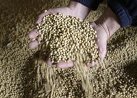 RI Impor Kedelai Untuk Tahu-Tempe, Ini Negara Asalnya