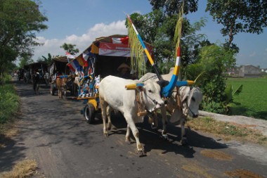 200 Bajingan Keliling Prambanan Pakai Gerobak Sapi