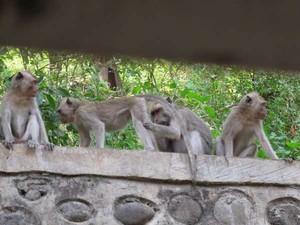 Monyet di Hutan Merapi Alami Obesitas