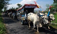 Diprakarsai Paguyuban Gerobak Sapi Langgeng Sehati, sekitar 210 bajingan atau sopir gerobak dari Sleman, Klaten, Klulonprogo, Bantul, Purworejo, Boyolali, melakukan pawai keliling sekitar Candi Prambanan untuk bernostalgia bila gerobak sapi berjasa di masa revolusi fisik 1948.