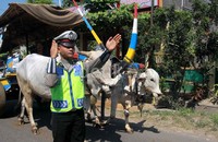 Anggota kepolisian ikut membantu mengatur arus lalu lintas pawai gerobak sapi sejauh 5 km itu.