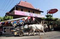 Pawai gerobak sapi berkeliling kawasan Candi Prambanan untuk menggairahkan dunia pariwisata di kawasan tersebut.