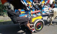 Berbagai komunitas atau paguyuban gerobak sapi kembali melestarikan keberadaan alat transportasi tradisional yang sudah jarang ditemui di wilayah Jawa Tengah dan DIY kecuali di pedasaan.