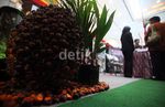 Beginilah Pembibitan Sawit dengan Kultur Jaringan