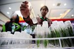 Beginilah Pembibitan Sawit dengan Kultur Jaringan