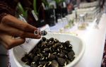 Beginilah Pembibitan Sawit dengan Kultur Jaringan