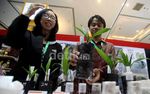 Beginilah Pembibitan Sawit dengan Kultur Jaringan